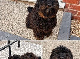 7 month old female cockapoo