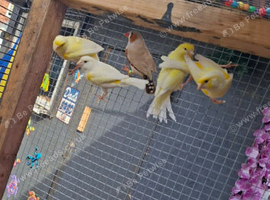 2 canary pair