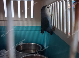 Love bird