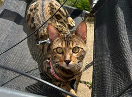 Bengal cat