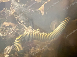 Bumblebee millipedes for sale large colony surplus