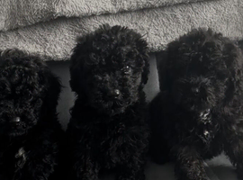 Gorgeous mini poodles ready for there new family