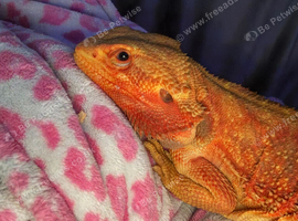 14 month old bearded dragon