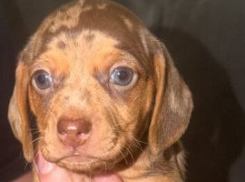 6 beautiful miniature dachshunds for sale