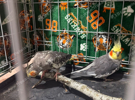 2 cockatiels