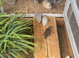Beautiful Mini Quail