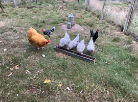Lavender Araucana pullets