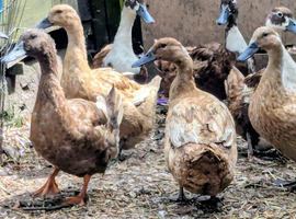 Khaki Campbell's (4 ducks & 1 drake)