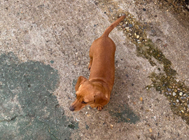 mini dachshund looking for new home