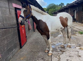 15.3hh 6yo ISH mare for sale
