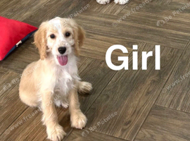 Lovely cockapoo 4 months old