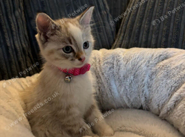 Blue eyed female ragdoll 8 weeks