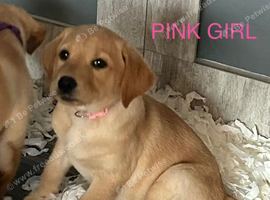 Last Two Yellow Labrador puppies READY NOW