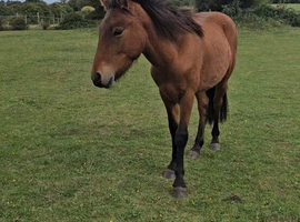Dartmoor hill pony gelding