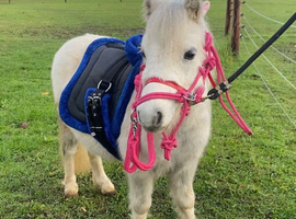 Perfect Children's Pony For Sale