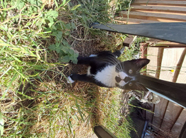 Cats for sale