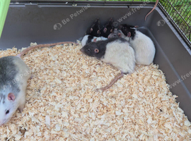 7 rats and setup