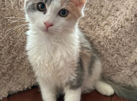 Ragamuffin x Maine Coon Kittens REDUCED