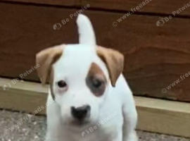 Jack Russell bitch for sale