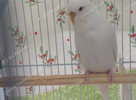 White hen