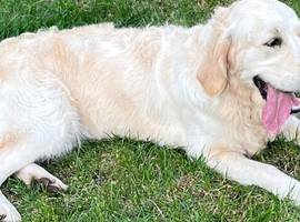 Adult Girl, 2.5 years old (Spayed)