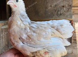 Mixed Colour Pekin Trios