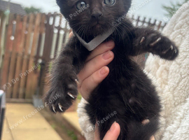 5 Beautiful Kittens