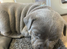 K C registered Blue Staffordshire Bull Terrier