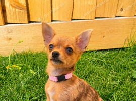 5 months old Chihuahua x Jack Russell female