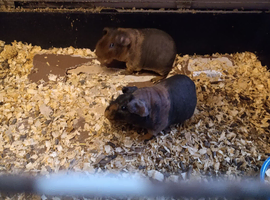 2 male skinny pigs
