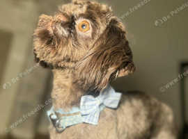 Stunning proven chocolate imperial shih tzu  for stud