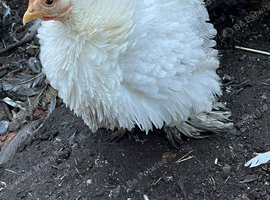 X3 pekin bantam chickens
