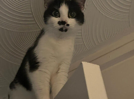 Oreo