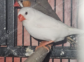 Stunning quails, Starr, Zebra Finches