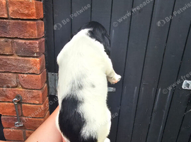 Kc reg pups