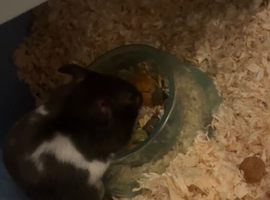 4 month old need rehome asap
