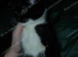 Kitten for sale