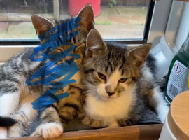 Kittens