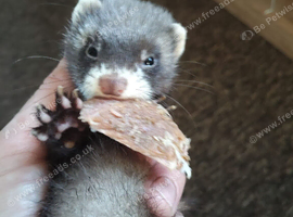 Ferrets for sale