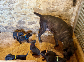 Beautiful pure Cane Corso Puppies