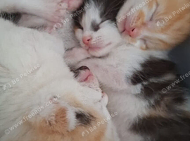 Gorgeous kittens for Sale