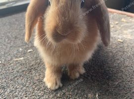 Unsexed mini lop rabbits for sale
