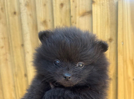 pomeranian teddy bear