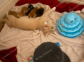 For Sale 5 beautiful kittens!