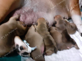 English Bulldog puppys