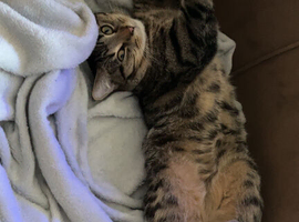 1 Year Old Male Cat (&pound;120 or near offer)