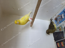 Two canaries for sale