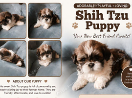 Adorable Shih tzu puppies