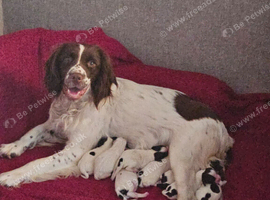 English springer spaniel