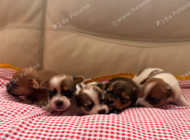 Yorkiepoms
